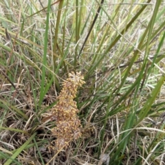 Lomandra multiflora (Many-flowered Matrush) at Weetangera, ACT - 29 Oct 2022 by sangio7