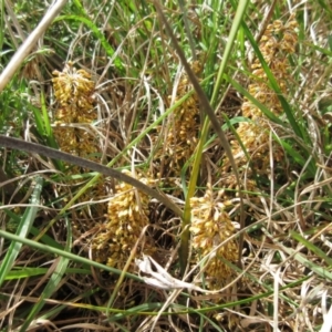 Lomandra multiflora at Weetangera, ACT - 29 Oct 2022