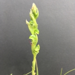 Hymenochilus cycnocephalus (Swan greenhood) at Wamboin, NSW - 10 Oct 2021 by Devesons