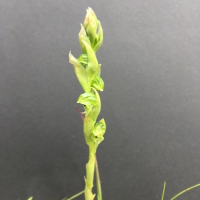 Hymenochilus cycnocephalus (Swan greenhood) at Wamboin, NSW - 10 Oct 2021 by Devesons