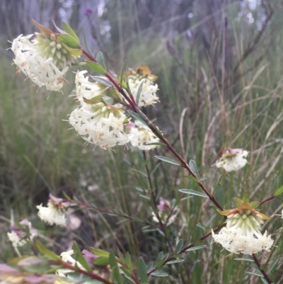 Pimelea linifolia subsp. linifolia (Queen of the Bush, Slender Rice-flower) at Wamboin, NSW - 9 Aug 2021 by Devesons