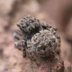 Maratus vespertilio (Bat-like peacock spider) at Mount Majura - 29 Oct 2022 by patrickcox