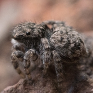 Maratus vespertilio at Watson, ACT - 30 Oct 2022