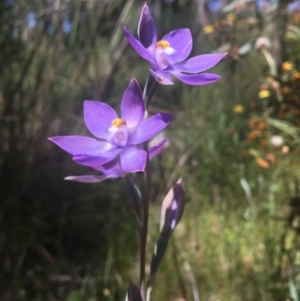 Thelymitra megcalyptra at Wamboin, NSW - suppressed