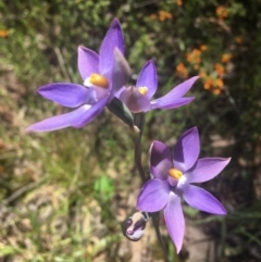 Thelymitra megcalyptra at Wamboin, NSW - suppressed