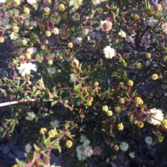 Acacia gunnii (Ploughshare Wattle) at Wamboin, NSW - 8 Aug 2021 by Devesons