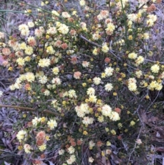 Acacia gunnii at Wamboin, NSW - 8 Aug 2021