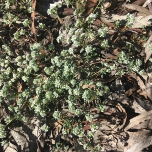 Poranthera microphylla at Wamboin, NSW - 9 Nov 2020