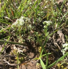 Poranthera microphylla at Wamboin, NSW - 9 Nov 2020