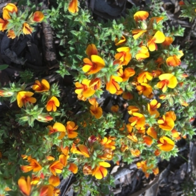 Pultenaea procumbens (Bush Pea) at Wamboin, NSW - 18 Oct 2020 by Devesons