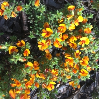 Pultenaea procumbens (Bush Pea) at Wamboin, NSW - 17 Oct 2020 by Devesons