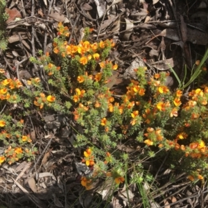 Pultenaea procumbens at Wamboin, NSW - 18 Oct 2020