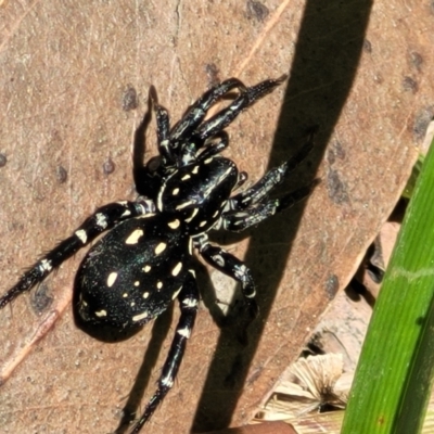 Nyssus albopunctatus (White-spotted swift spider) at Nambucca Heads, NSW - 1 Nov 2022 by trevorpreston