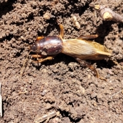 Gryllotalpa nitidula (Mole Cricket) at Nambucca Heads, NSW - 1 Nov 2022 by trevorpreston