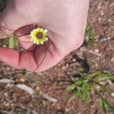 Tolpis barbata (Yellow Hawkweed) at Bungendore, NSW - 1 Nov 2022 by clarehoneydove