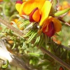 Pultenaea laxiflora (Loose-flower Bush Pea) at Gundaroo, NSW - 28 Oct 2022 by Hb