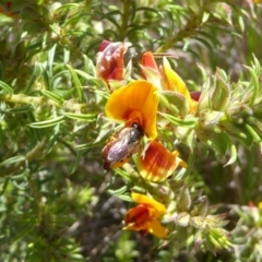 Pultenaea laxiflora at Gundaroo, NSW - 28 Oct 2022 12:32 PM