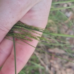 Poa sp. (A Snow Grass) at Bungendore, NSW - 1 Nov 2022 by clarehoneydove