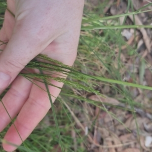 Poa sp. at QPRC LGA - 1 Nov 2022