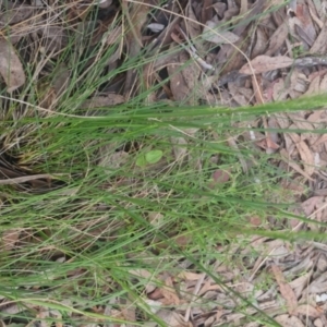 Poa sp. at QPRC LGA - 1 Nov 2022