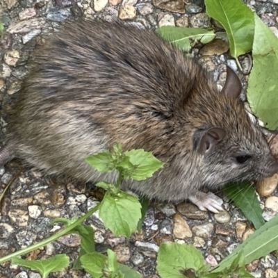 Rattus rattus (Black Rat) at Isaacs, ACT - 1 Nov 2022 by FranM
