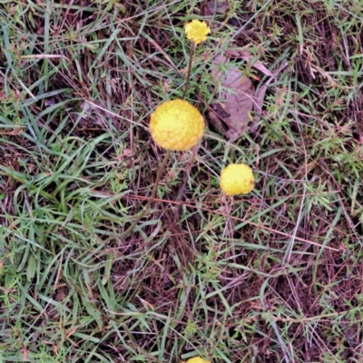 Craspedia sp. (Billy Buttons) at Watson, ACT - 30 Oct 2022 by abread111