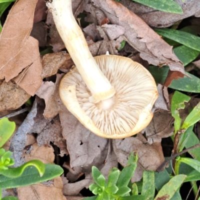 Agrocybe praecox group at Watson, ACT - 12 Oct 2022 by abread111