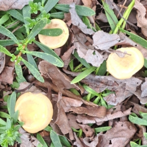 Agrocybe praecox group at Watson, ACT - 12 Oct 2022