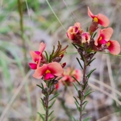Dillwynia sericea (Egg And Bacon Peas) at Farrer Ridge - 21 Oct 2022 by Mike
