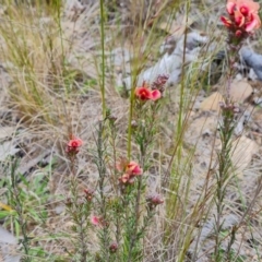 Dillwynia sericea at Farrer, ACT - 21 Oct 2022 03:50 PM