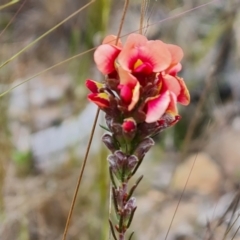 Dillwynia sericea at Farrer, ACT - 21 Oct 2022