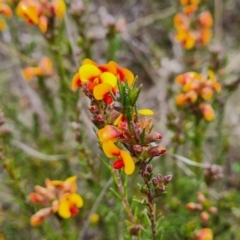 Dillwynia sericea (Egg And Bacon Peas) at Farrer Ridge - 21 Oct 2022 by Mike