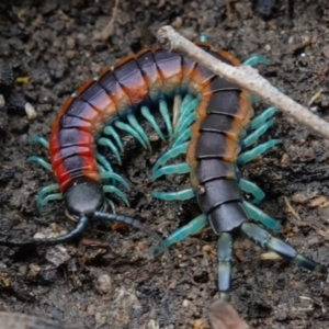 Scolopendra laeta at Stromlo, ACT - 1 Nov 2022 01:36 PM