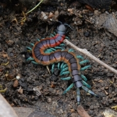 Scolopendra laeta at Stromlo, ACT - 1 Nov 2022