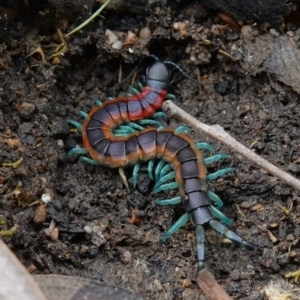 Scolopendra laeta at Stromlo, ACT - 1 Nov 2022 01:36 PM