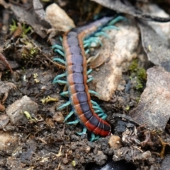 Scolopendra laeta at Stromlo, ACT - 1 Nov 2022