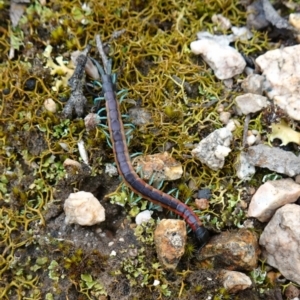 Scolopendra laeta at Stromlo, ACT - 1 Nov 2022 01:36 PM