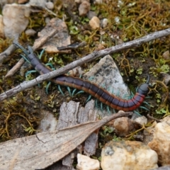 Scolopendra laeta at Stromlo, ACT - 1 Nov 2022 01:36 PM