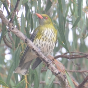 Oriolus sagittatus at Borough, NSW - 24 Oct 2022