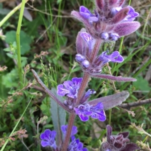 Ajuga australis at Lower Boro, NSW - 27 Oct 2022 05:01 PM