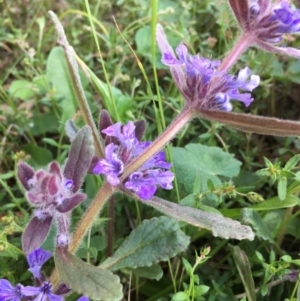 Ajuga australis at Lower Boro, NSW - 27 Oct 2022 05:01 PM