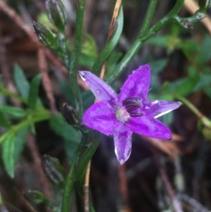 Thysanotus patersonii at Lower Boro, NSW - 22 Oct 2022