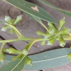 Eucalyptus globulus subsp. bicostata at Symonston, ACT - suppressed