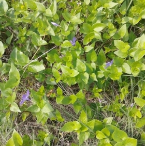 Vinca major at Symonston, ACT - 2 Nov 2022