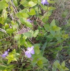 Vinca major at Symonston, ACT - 2 Nov 2022