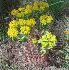 Euphorbia oblongata (Egg-leaf Spurge) at Symonston, ACT - 1 Nov 2022 by CallumBraeRuralProperty