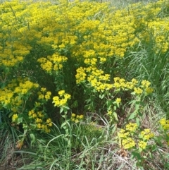 Euphorbia oblongata at Symonston, ACT - 2 Nov 2022