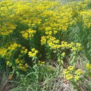 Euphorbia oblongata at Symonston, ACT - 2 Nov 2022