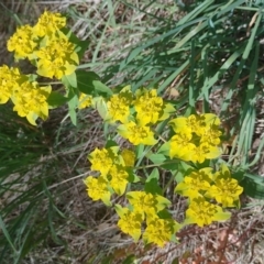 Euphorbia oblongata at Symonston, ACT - 2 Nov 2022