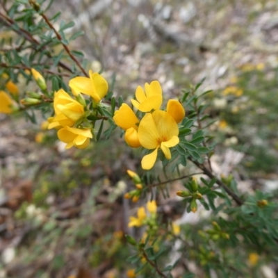 Pultenaea altissima (Tall Bush-pea) at Mongarlowe River - 11 Oct 2021 by arjay